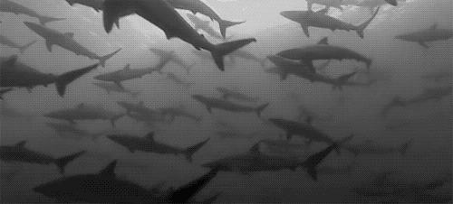 sharks
